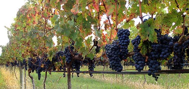 sitio turistico la bordalesa agauscalientes